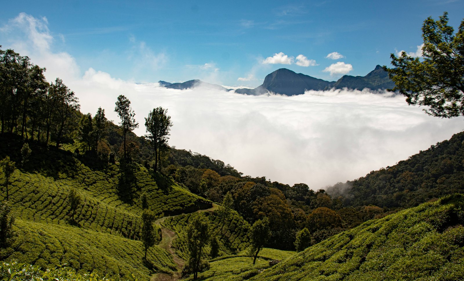 Enchanting Kerala Adventure: Munnar, Periyar, and Alappuzha