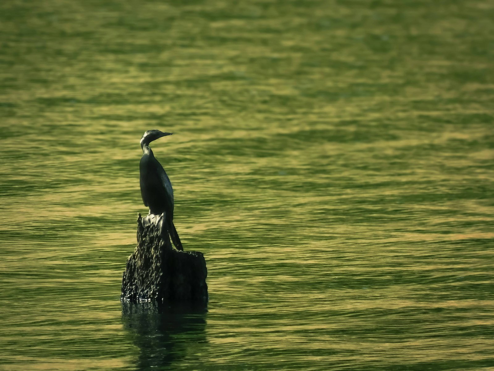 Kerala hill station and backwater tours honeymoon packages adventure tours cultural and scenic tours