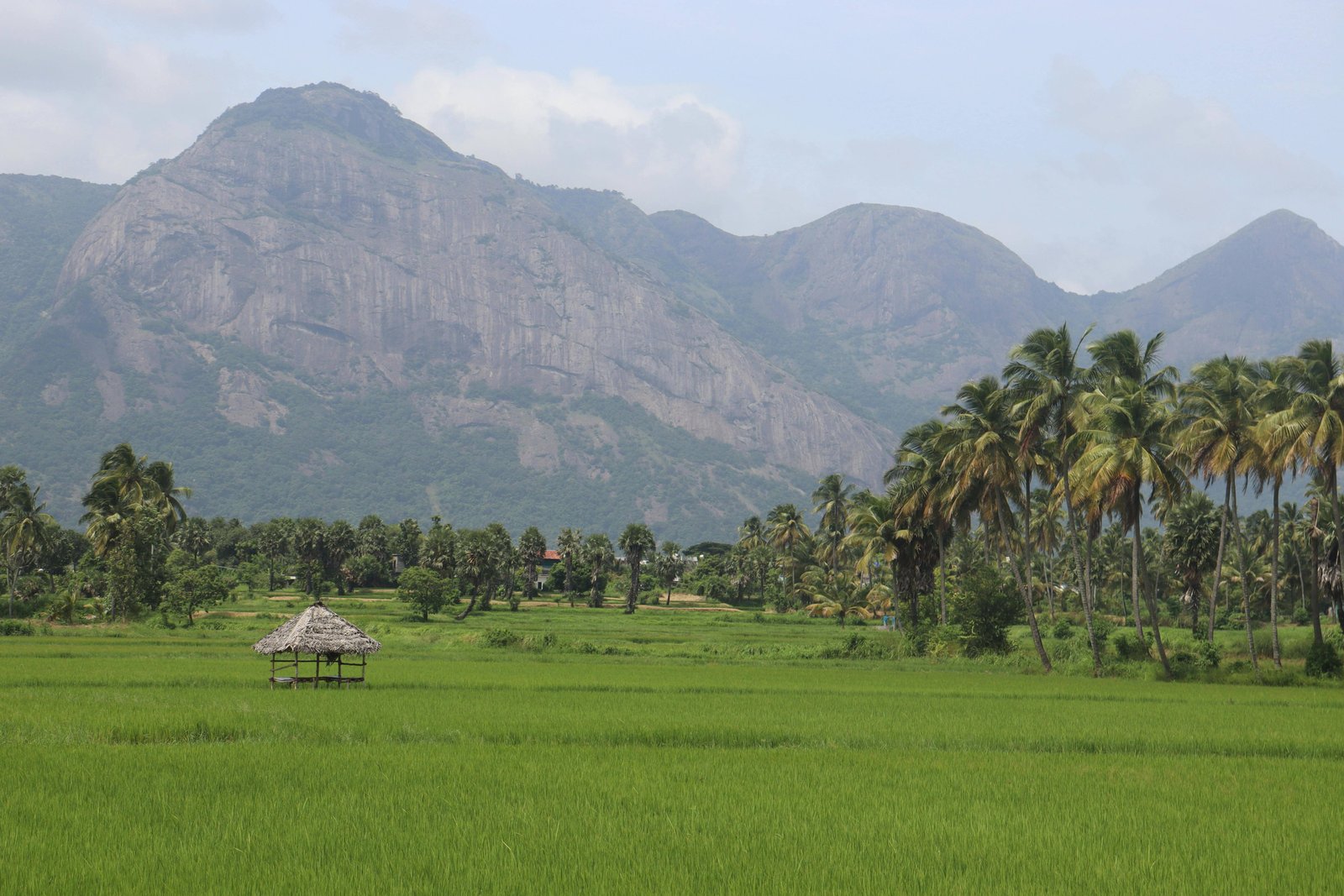 best houseboat tours in Alappuzha Alleppey explore Kerala's backwaters
