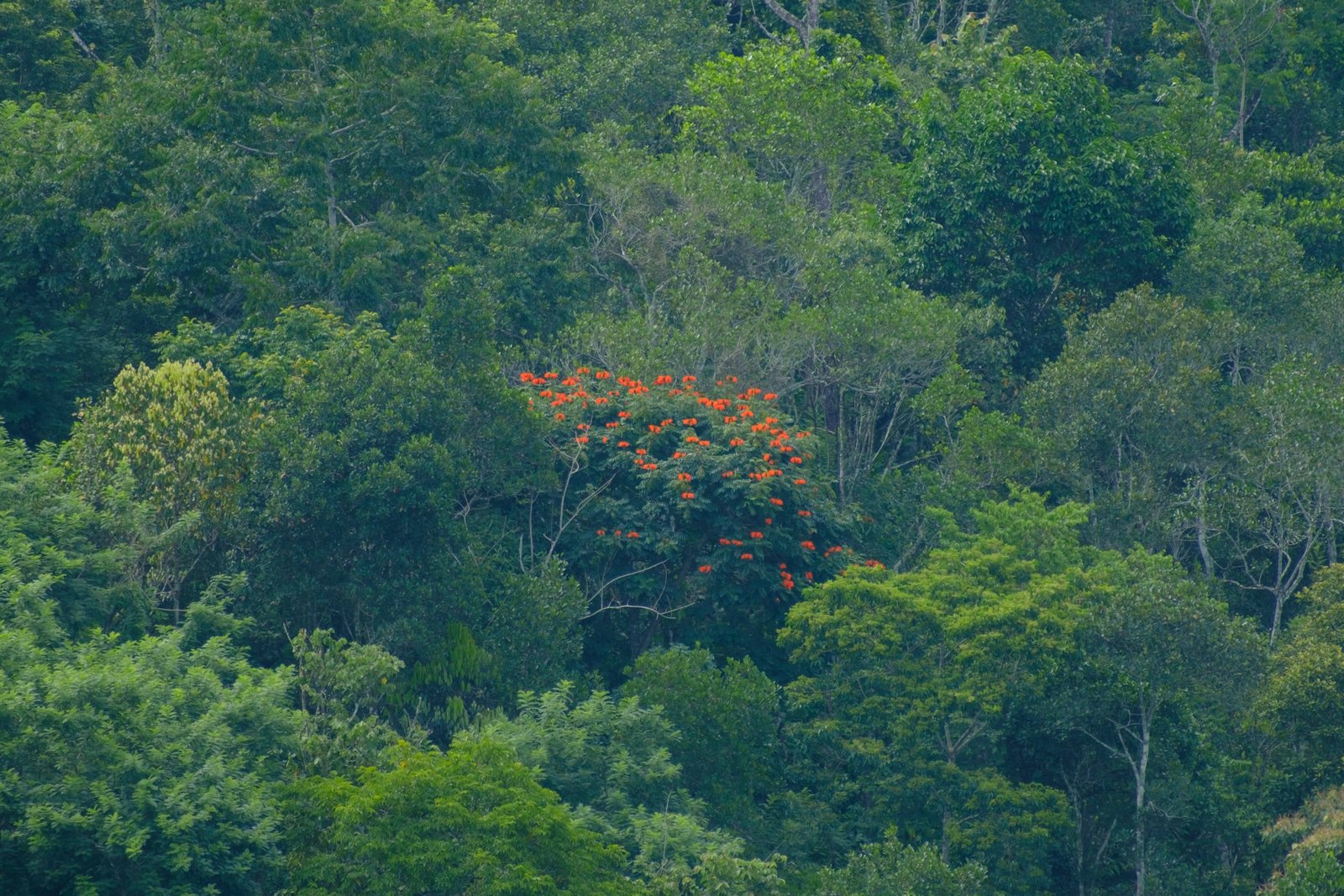 best houseboat tours in Alappuzha Alleppey explore Kerala's backwaters