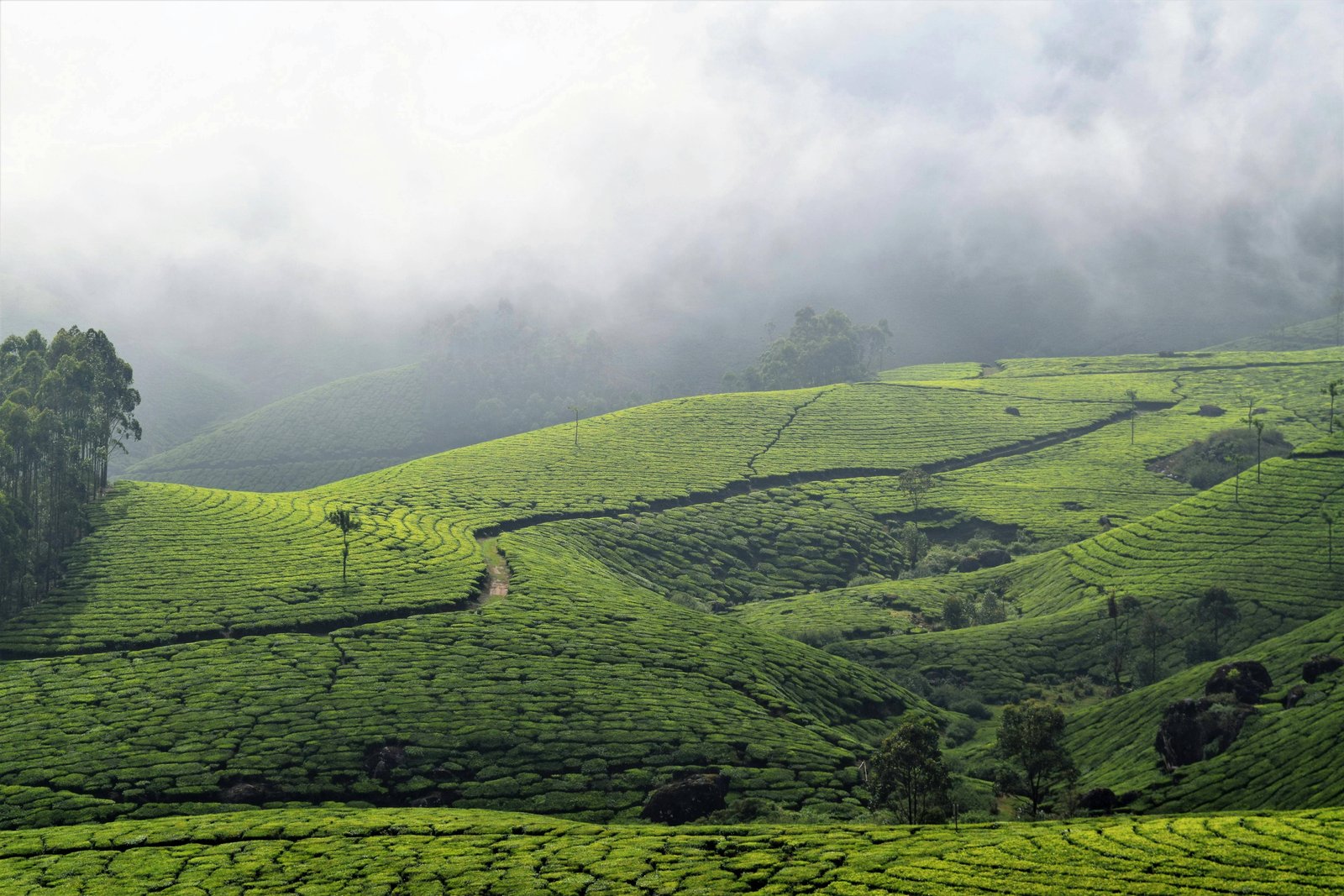 Munnar Anaimudi Peak Western Ghats Kerala India