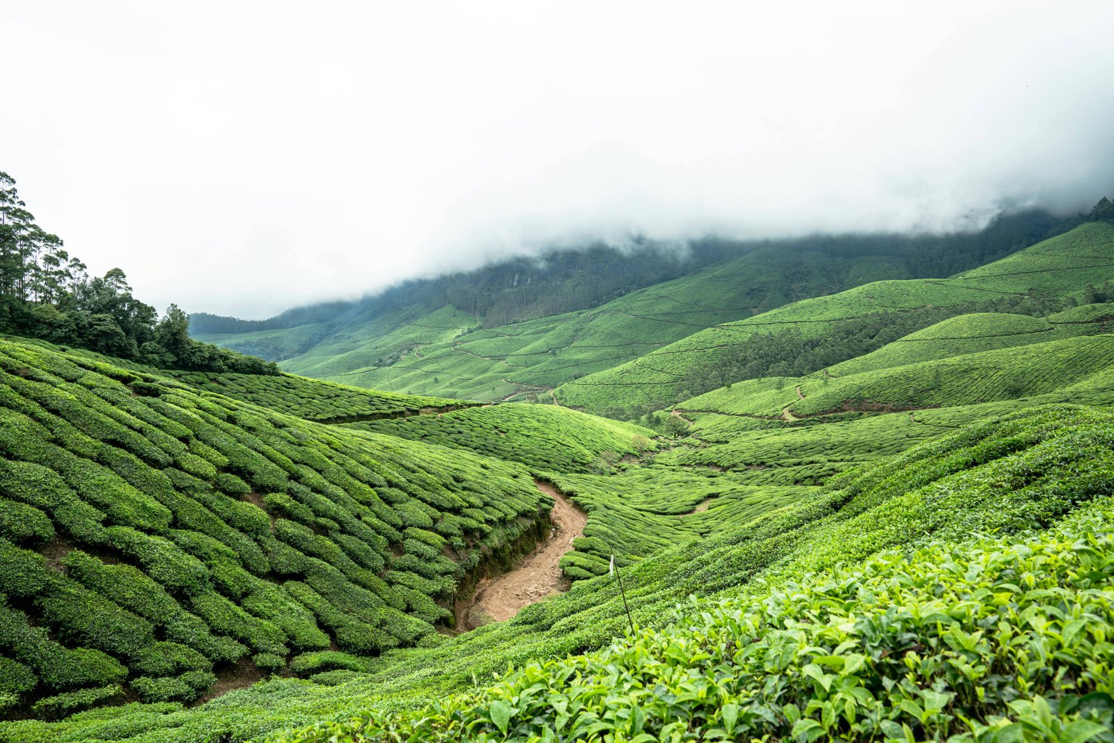 Munnar Tea Gardens Western Ghats Kerala India