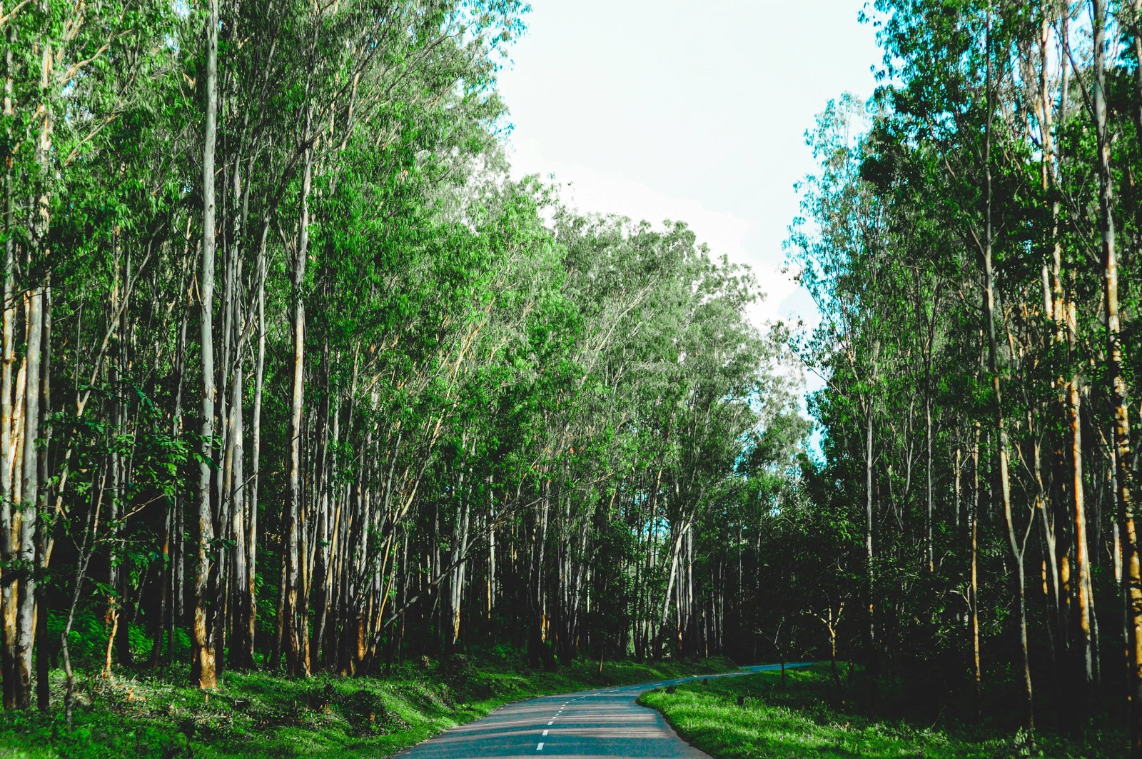 Wayanad Wildlife Sanctuary Western Ghats Kerala India