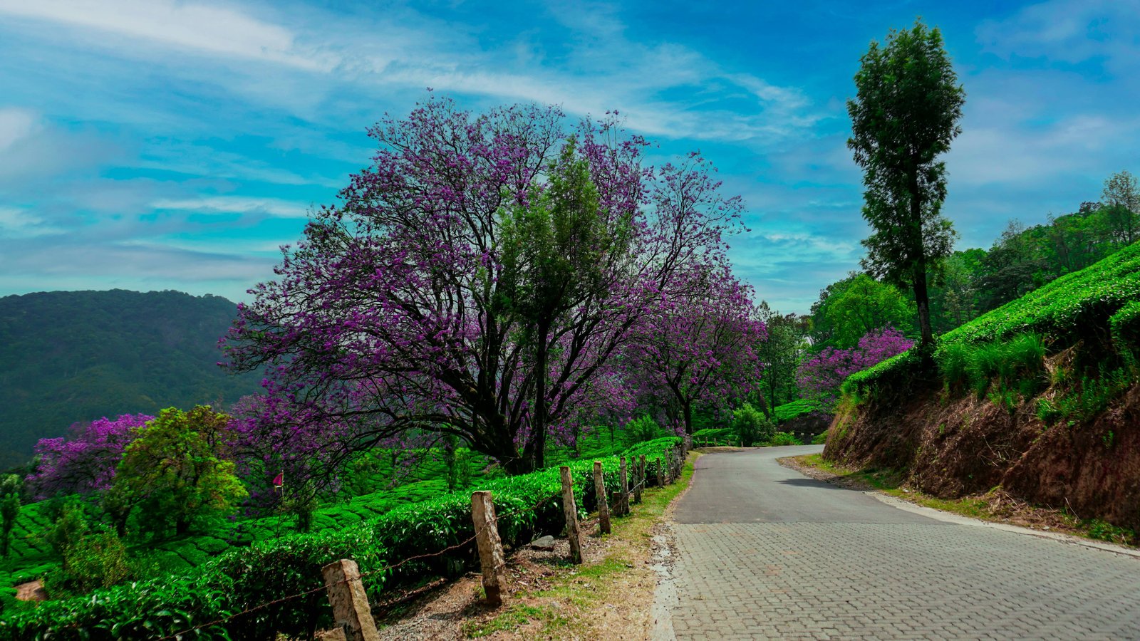 Scenic Road in Munnar