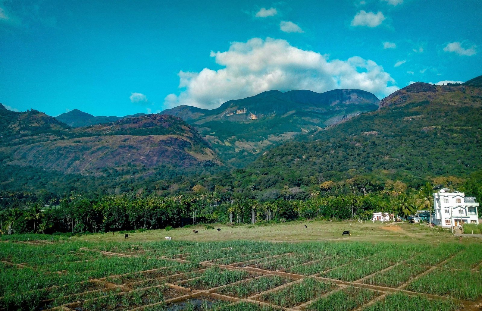 Lush Green Fields of Marayoor