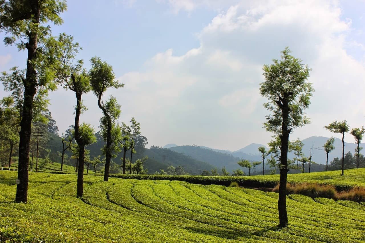 Misty Hills of Munnar