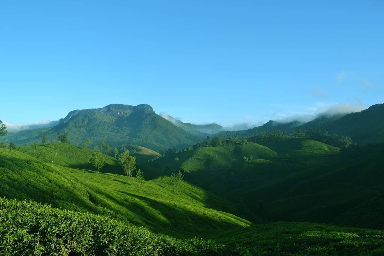 Lush Tea Plantations of Munnar